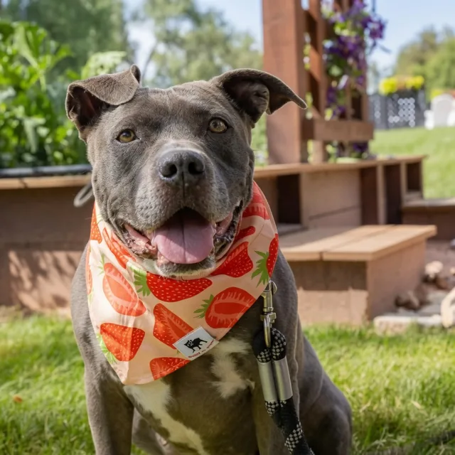 Gray dog wearing a strawberry Bark or Woof bandana