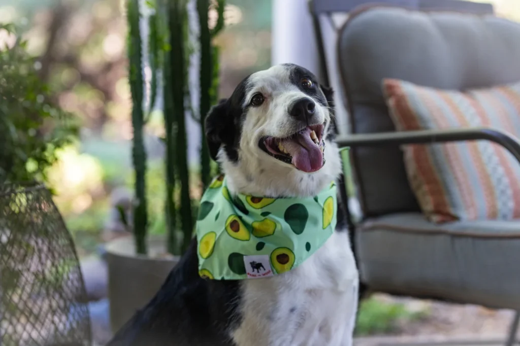 Black and white dog wearing a green avocado print Bark or Woof dog bandana