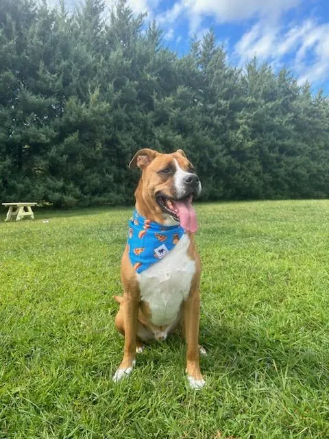 Brown and white dog wearing a blue Bark or Woof dog bandana while sitting in grass
