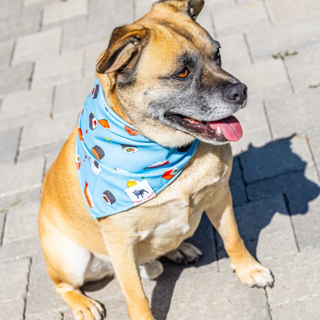 Tan dog wearing a blue sushi print Bark or Woof dog bandana outdoors