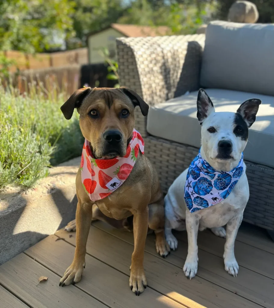 Two dogs wearing Bark or Woof dog bandanas with strawberry and blue ocean patterns