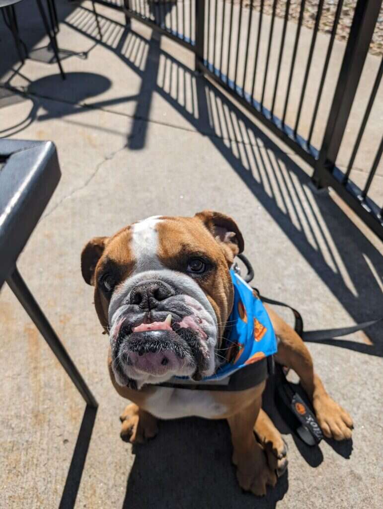 English Bulldog wearing a blue pizza print Bark or Woof dog bandana outdoors