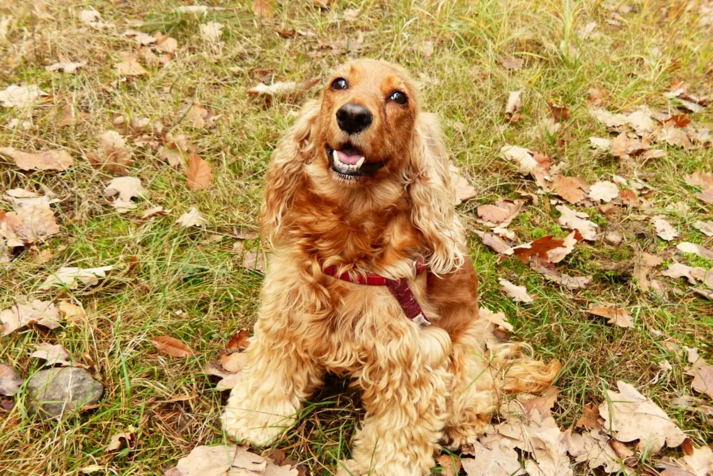 Golden Cocker Spaniel sitting outdoors in grass and fallen autumn leaves while looking up