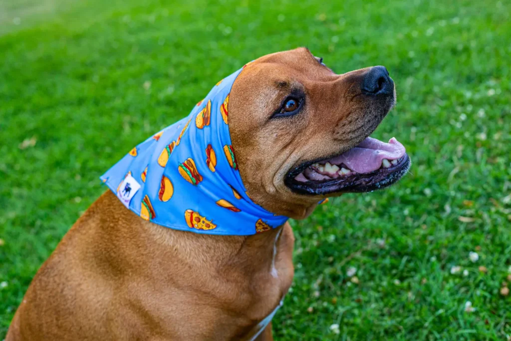 Brown dog wearing a bright blue bandana decorated with tacos, pizza, burgers, and other food designs