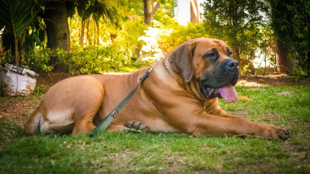 Large brown dog resting on green grass outdoors with a leash attached